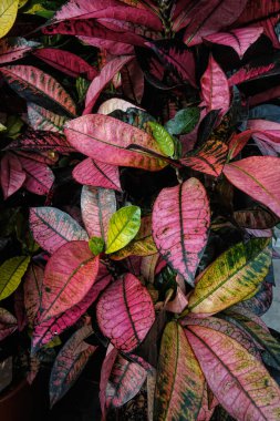 Yakın plan sergiler canlı Croton bitkisi, doğa için ideal, tropikal, egzotik, yaz, renkli temalar. Projeler için arkaplan, doku ve tasarım ögeleri için kullan