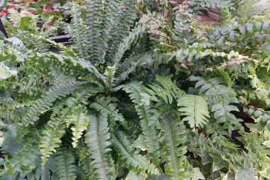 Canlı bir görüntü, eğreltiotu otlarını yemyeşil sergiliyor, doğal ve botanik bir hava yaratıyor. Bahçe temaları, ev dekorları ya da sakin arka planlar için ideal. Doğa güzelliktir.