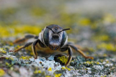 Dişi Akdeniz altın kuyruklu orman arısı Lithurgus chrysurus 'un yıpranmış ahşap üzerindeki doğal yüz görüntüsü.