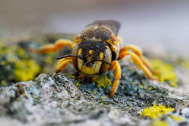 Natural closeup on a vibrant colored female Grohmann's, Yellow-Resin Bee , Icteranthidium grohmanni sitting weathered wood
