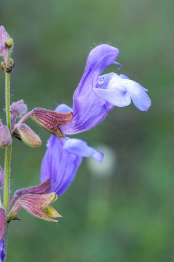 Açık mavi Olimpos Dağı Sage, Salvia ringens 'in doğal yakın çekimi