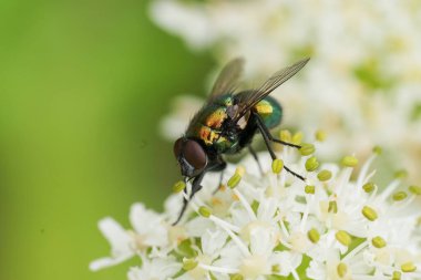 Yanardöner yeşil ve mavi sineğin küçük beyaz çiçek başlarının üzerine konup polen topladığı detaylı bir yakın çekim. Ortam sakin ve doğal. Karmaşık detaylar sergiliyor. Doğa, botanik veya bilim içeriği için ideal