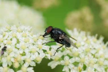 Koyu renkli Morellia aenesanları beyaz havuç veya yaban otları üzerinde uçar. Heracleum sphondylium.
