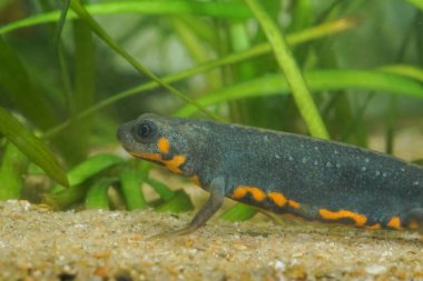 Rengarenk, suda yaşayan, Çin yapımı, mavi kuyruklu, ateş göbekli bir semender olan Cynops siyanurusla ilgili detaylı bilgi.