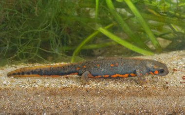 Rengarenk, suda yaşayan, Çin yapımı, mavi kuyruklu, ateş göbekli bir semender olan Cynops siyanurusla ilgili detaylı bilgi.
