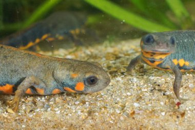 Rengarenk, suda yaşayan, Çin yapımı, mavi kuyruklu, ateş göbekli bir semender olan Cynops siyanurusla ilgili detaylı bilgi.