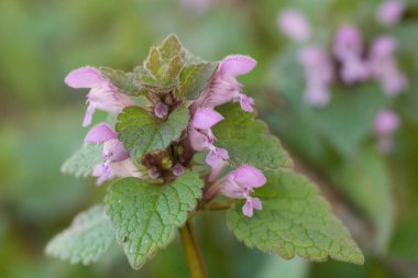 Canlı bir yakın çekim küçük bir mor veya kırmızı ölü ısırgan kuşu kümesini yakalıyor, Lamium purpureum çiçekleri taze yeşil yaprakların arasına yerleşmiş, güzel bulanık bir arkaplan üzerine kurulmuş