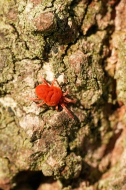 Kaba, desenli ağaç kabuğunda canlı rengini toprak tonlarına karşı vurgulayan canlı kırmızı böcek benzeri bir yaratığın yakın plan görüntüsü. Mekan doğal ve açık hava, keşif ve makro güzellik hissi veriyor. Eğitim için idealdir