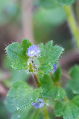 Sarmaşık yapraklı yarış pisti Veronica Hederifolia 'nın küçük mavi çiçeklerine doğal dikey yakın çekim