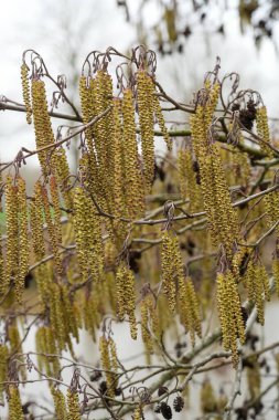 Sayısız sarı-yeşil kedi derisi ağaç dallarından zarif bir şekilde sarkıyor, bu da bahar veya erken büyümenin göstergesidir. Ortam taze, doğal ve sakin. Botanik, doğa veya mevsimsel tasarım projeleri için ideal