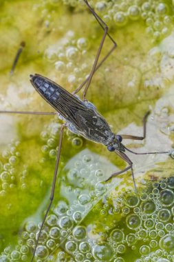 Sıradan bir gölet patencisi ya da su yüzeyindeki su yürüyüşçüsü Gerris lacustris 'in doğal sırt çekimi.