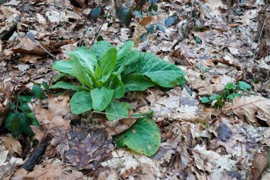 Zehirli yüksükotunun güçlü yeşil yaprakları olan Digitalis purpurea, orman tabanındaki koyu kahverengi ve kurumuş sonbahar yapraklarından oluşan yoğun bir halıyı cesurca iterek büyümeyi ve yeni yaşamı sembolize eder. Doğa, çevre, sezon c için ideal
