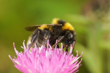Büyük bir kraliçe arının doğal detaylı görüntüsü, Bombus hororum mor bir devedikeni çiçeğinin üzerinde oturuyor.