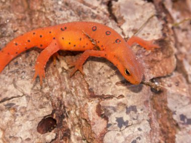 Kırmızı benekli semender Notophthalmus viridescens 'ın renkli kırmızı sahnesinde doğal yakın çekim.