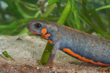 Rengarenk, suda yaşayan, Çin yapımı, mavi kuyruklu, ateş göbekli bir semender olan Cynops siyanurusla ilgili detaylı bilgi.