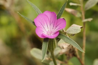Açık mor bir mısır koçanı çiçeğinin doğal yakın çekimi, bahçedeki Agrostemma githago