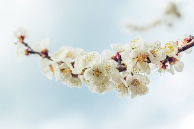 Gökyüzüne karşı açan bir kayısı dalı