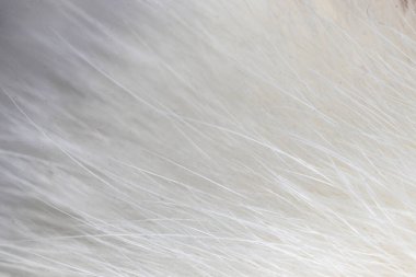 Kedi kürkünün makro fotoğrafı