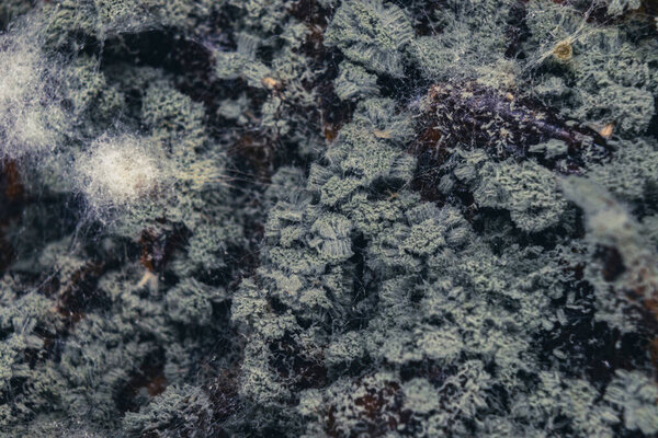 Mold on sea buckthorn macro photographs