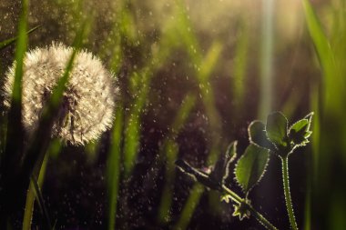 Batan güneşin arka planında bitkiler