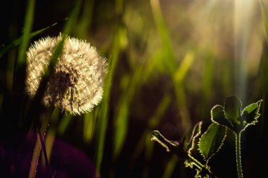 Batan güneşin arka planında bitkiler