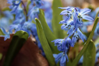 Rus ormanında çuha çiçekleri