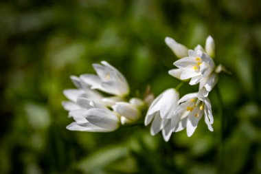 Bahçede bahar çiçekleri