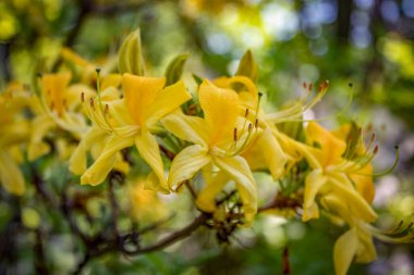 Bahçede bahar çiçekleri