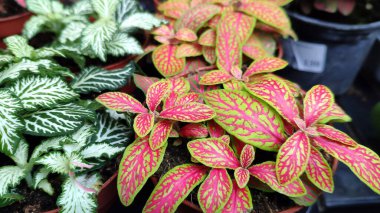 Bir sürü yeşil egzotik bitki bir serada saksılarda