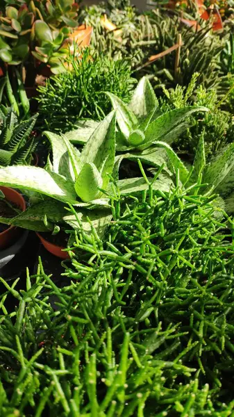 Veel Groene Exotische Planten Potten Een Kas — Stockfoto