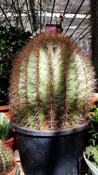 Dornen Eines Großen Kaktus Nahaufnahme — Stockfoto