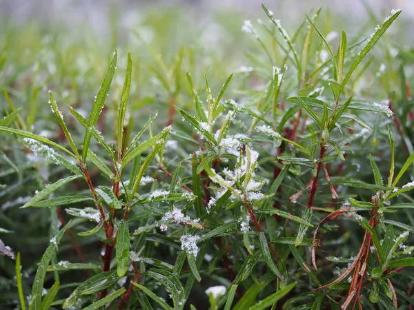 Primeira Neve Grama Verde — Fotografia de Stock