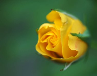 Bulanık yeşil arka planda sarı gül tomurcuğu