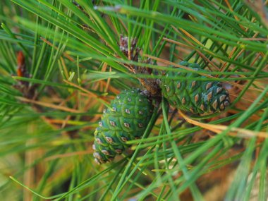 Yeşil ladin kozalakları yeşil ladin iğneleri