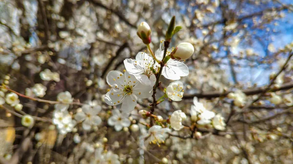 Pink Flowers Spring Tree — Stock Photo, Image