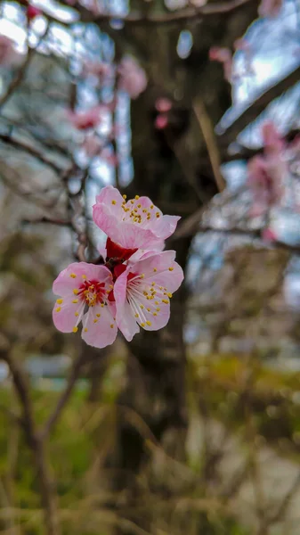 Rosa Blommor Ett Vårträd — Stockfoto