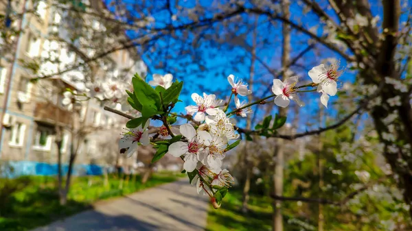 Vita Blommor Ett Vårträd — Stockfoto