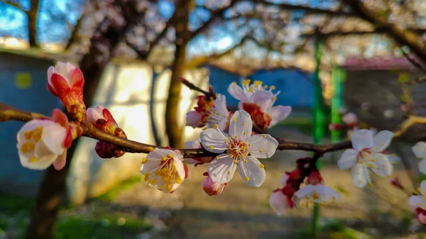 White Flowers Spring Tree — Stock Photo, Image