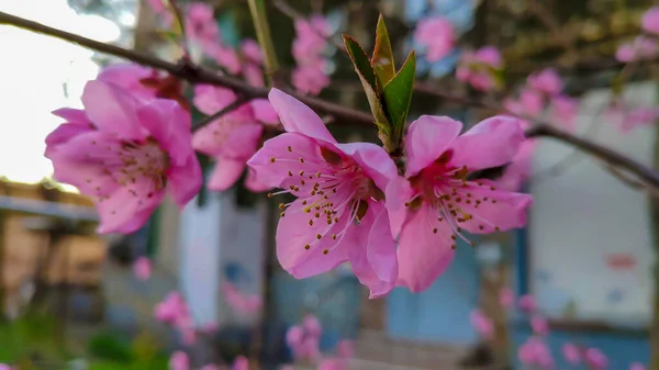 Rosa Blommor Ett Vårträd — Stockfoto