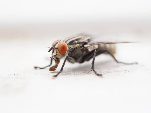 Mosca de carne comum em um fundo branco — Fotografia de Stock