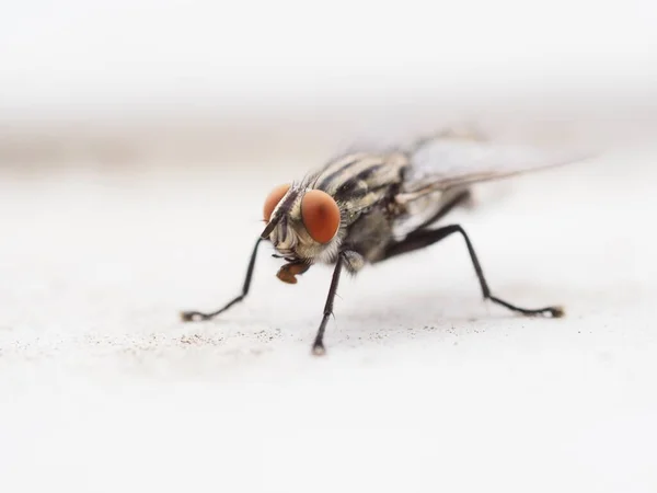 Mosca de carne comum em um fundo branco — Fotografia de Stock