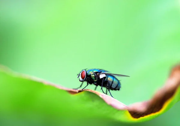 Блискуча муха на зеленому фоні — стокове фото