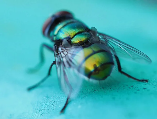 Mosca brilhante em um fundo azul — Fotografia de Stock