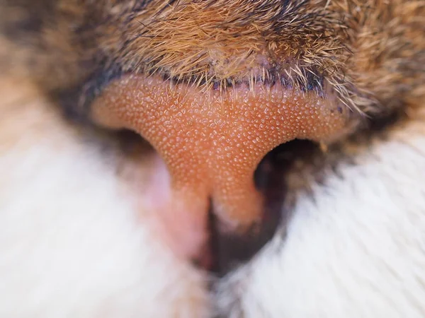 Little nose of fluffy Persian kitty Stock Photo