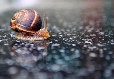 Parlak bir yüzeyde sürünen üzüm salyangozu.