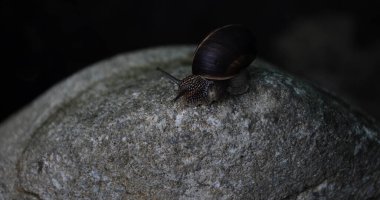Bir kayanın üzerinde sürünen üzüm salyangozu.