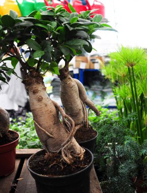 Saksıda kalın gövdeli bitkiler.