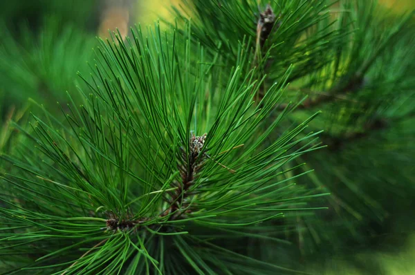 Lange groene naalden op naaldbomen — Stockfoto