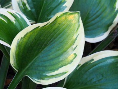 Yeşil yaprakların dokusu değişik ev sahiplerine ait