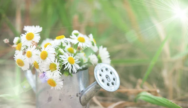 Mazzo Margherite Bianche Annaffiatoio Giardino Ferro Sfondo Sfocato Ampio Striscione — Foto Stock